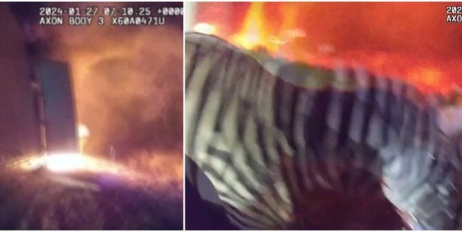 screenshots from a video showing the dramatic removal of a zebra from a burning circus trailer