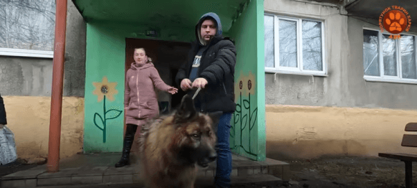 a dog rescued from Avdiivka