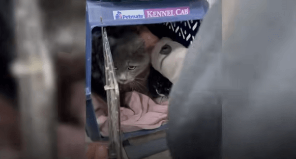 a cat rescued from bombed city Avdiivka