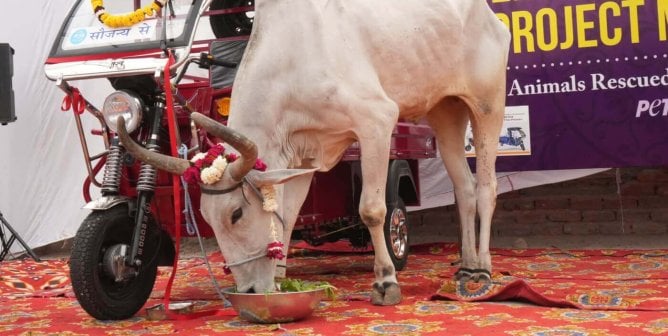 Cow next to electric cart