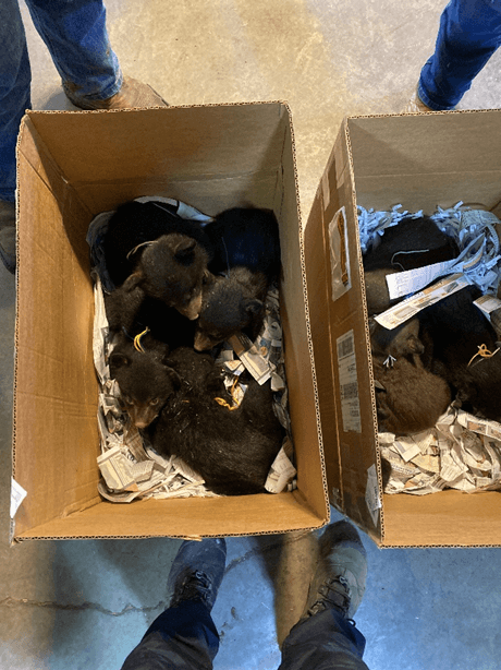 baby bear cubs in a cardboard box