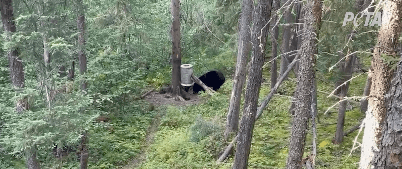 A bear in the forest near a trap
