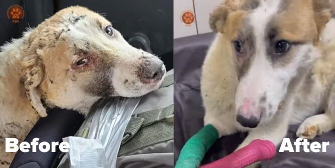 Tsunami the dog before and after rescue