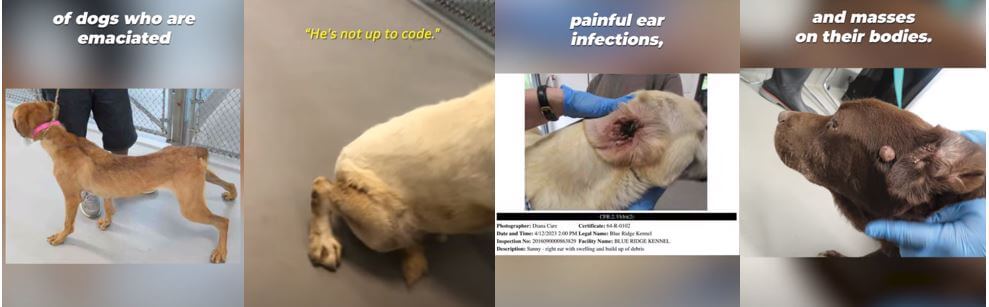 Blue Ridge Kennel Dogs Dog Lab Hellhole Fined $80K by Feds After 83 Violations; PETA Asks DA to Investigate Blue Ridge Kennel