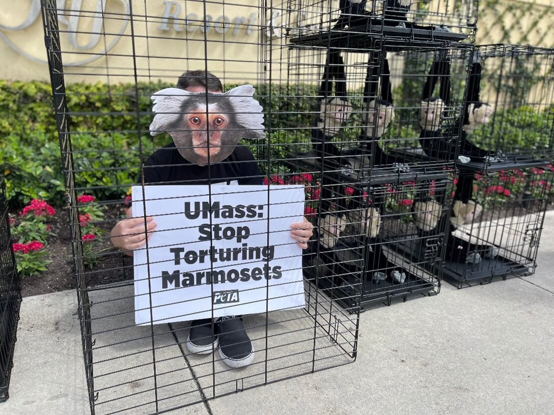 a demonstrator inside a wire cage and holding a sign that reads UMass: Stop Torturing Marmosets