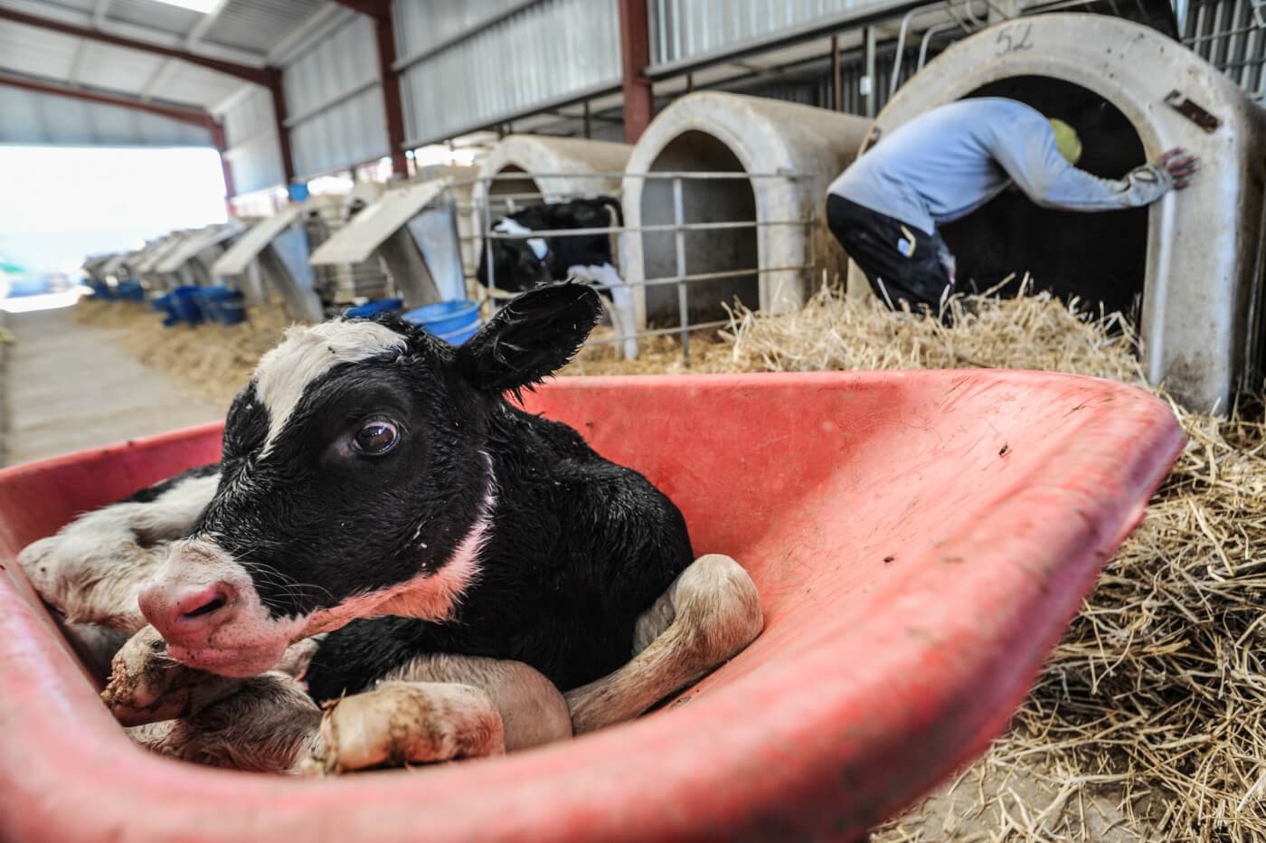 A cow calf in an orange wheelbarrow