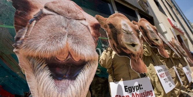PETA camel protest at Egyptian consulate in Chicago