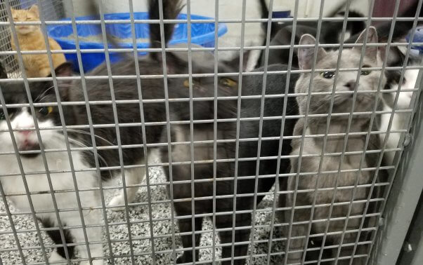 Three cats stare through a cage fence