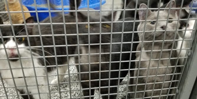 Three cats stare through a cage fence