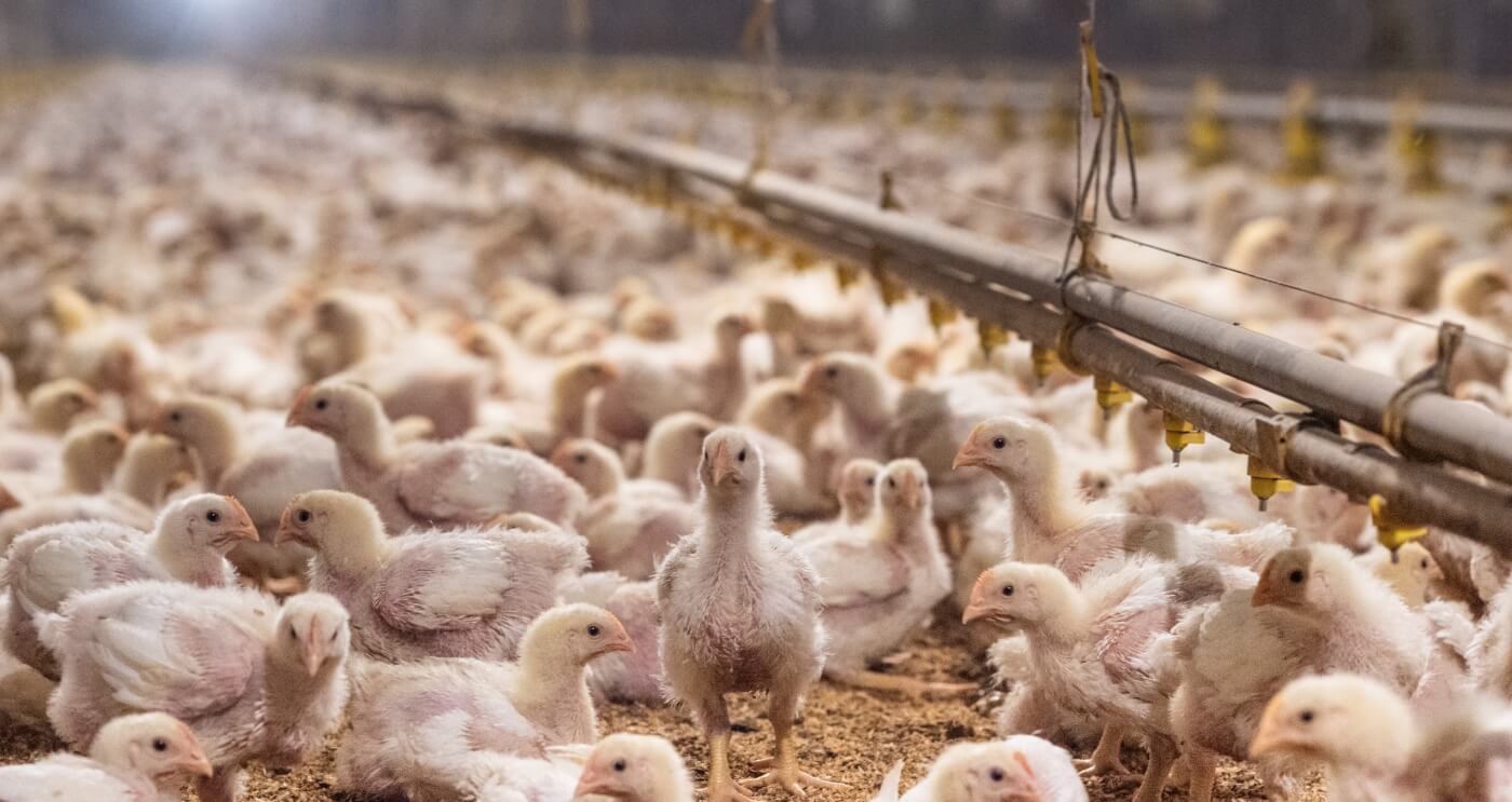 Chicks packed inside a farming facility