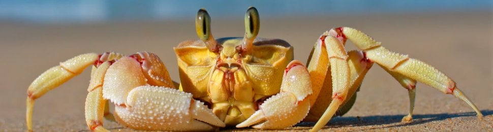 Crab on sand