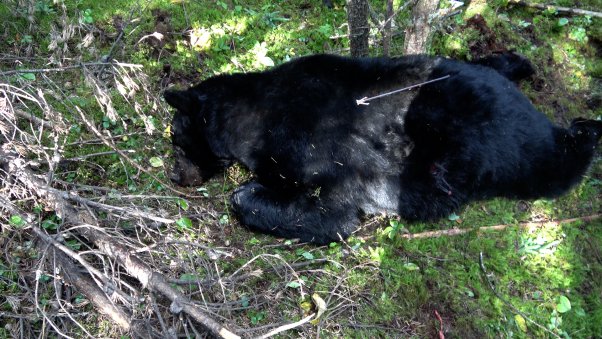 Dead bear lies on grass with arrow in their back