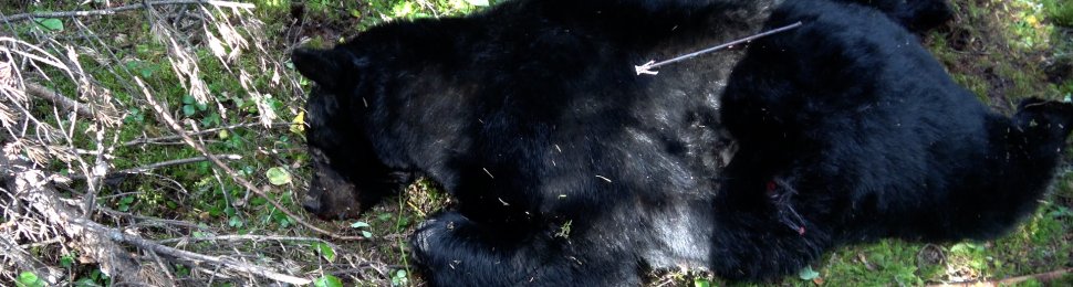 Dead bear lies on grass with arrow in their back