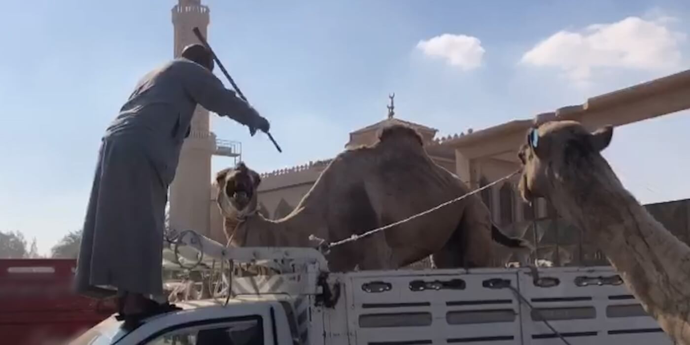 Screaming camels beaten at the Birqash Camel Market in Egypt 