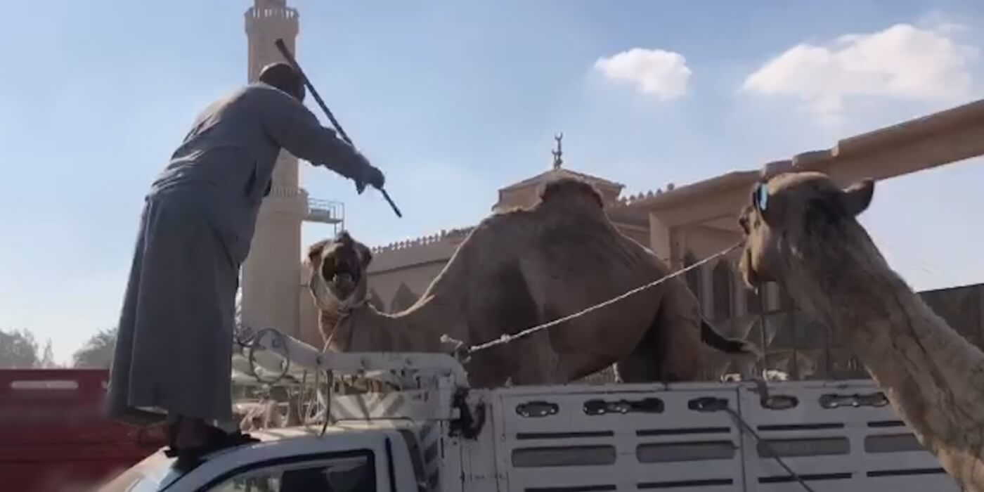 Screaming camels beaten at the Birqash Camel Market in Egypt