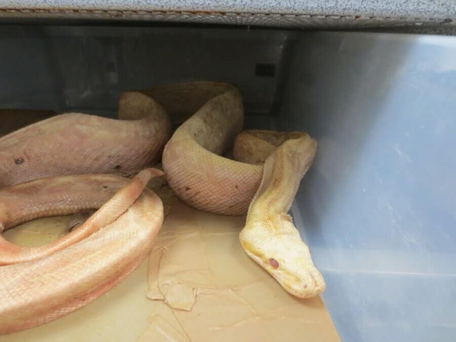 A large, emaciated snake is kept in a small tub at a breeding operation. 