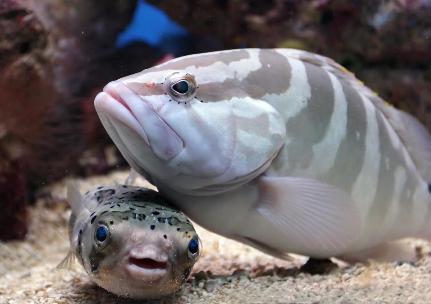 Two fish friends