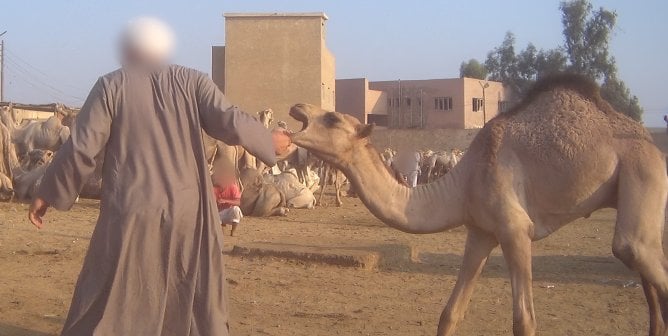 A camel in Giza being pulled by the lip