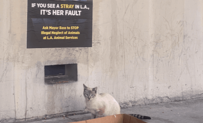 Strays in L.A. Are Being Turned Away From Shelters: Find Out How You Can Help