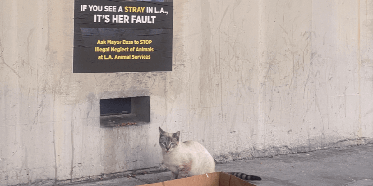 Why Are Animals Being Grew to become Away From L.A. Shelters?