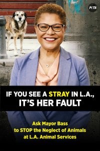 If You See A Stray In L.A., It's Her Fault. (Mayor Karen Bass) Ad