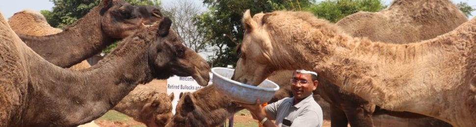 Afzal and Unmukt join other rescued camels in enjoying a meal of marigolds.
