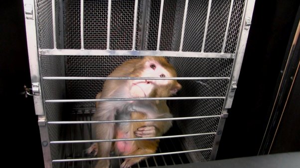 A macaque peering through the bars on a cage