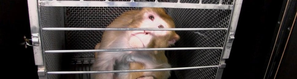 A macaque peering through the bars on a cage