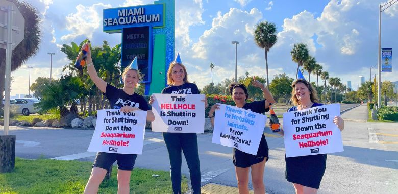 PETA Celebrates Termination of the Miami Seaquarium’s Lease