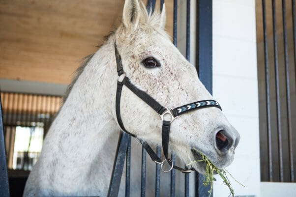 Portrait of white horse My Elusive Dream