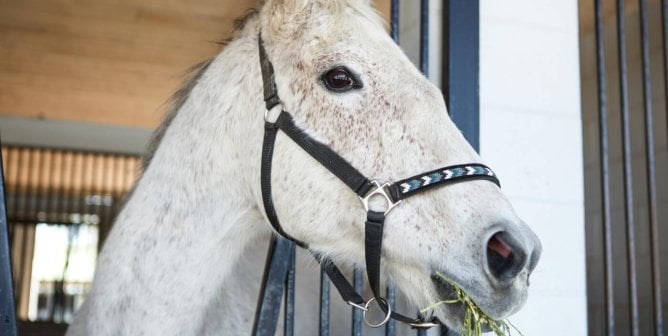 Portrait of white horse My Elusive Dream