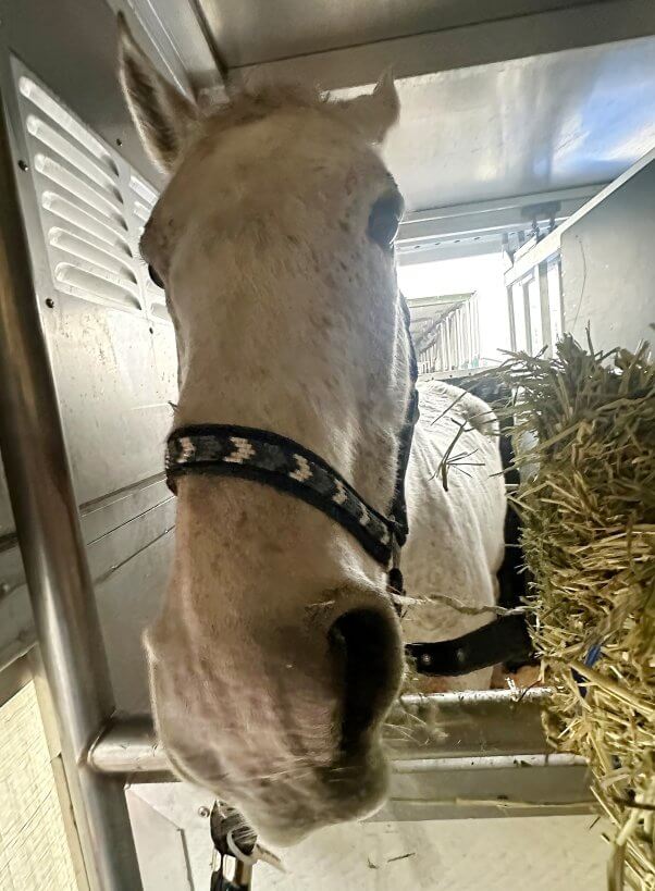 White horse being transported to the airport