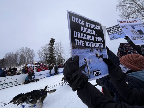 PETA protest at the restart of the 2024 Iditarod in Willow, Alaska