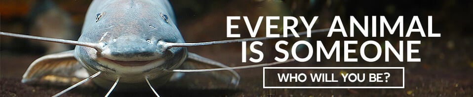 Every animal is someone banner featuring catfish