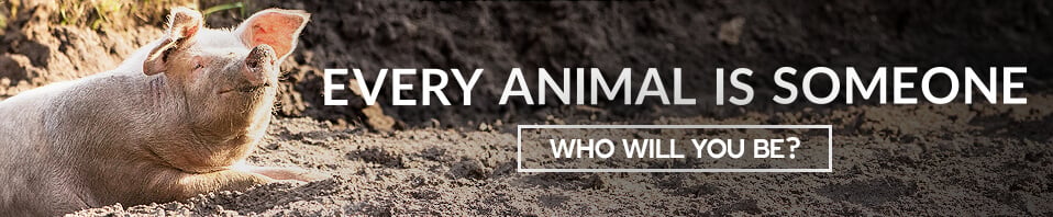 Every animal is someone banner featuring pig