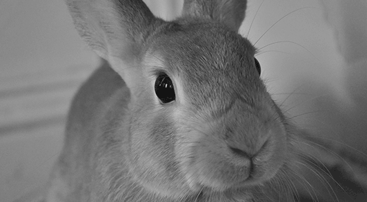 gif of rabbit looking at camera