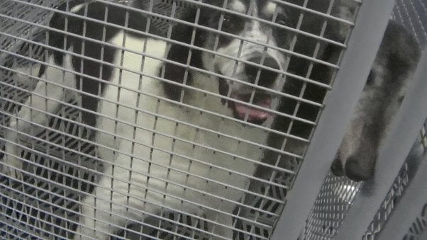 A panting dog looks through a crate