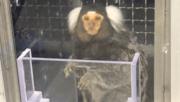 A marmoset in a cage