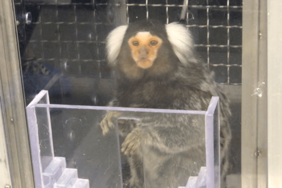 A marmoset in a cage
