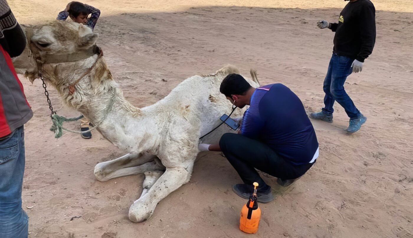 Vet treating a camel in Petra