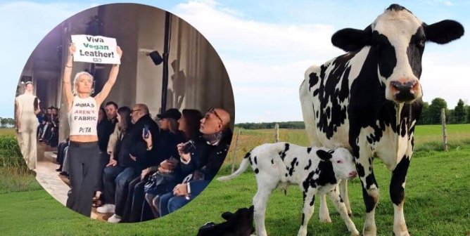 two black and white cows next to a circle frame showing paris fashion week PETA UK protest