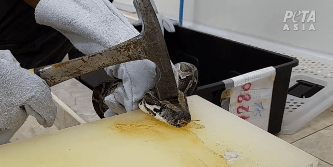 a worker strikes a python with a hammer at a slaughterhouse