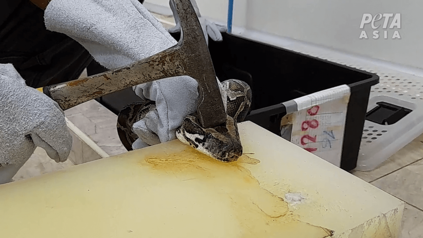 a worker strikes a python with a hammer at a slaughterhouse