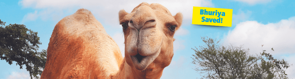 Camel named Bhuriya