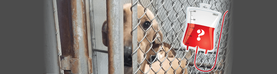 A dog looks through the rusty grates of a cage