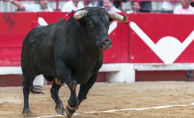 Before a Bullfight: 8 Ways Bulls Are Abused Before They Step Into a Ring