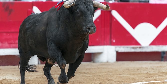 bull in a ring before a bullfight