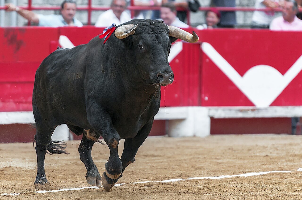 bull 1957810 1280 8 Ways Bulls Are Abused Before a Bullfight