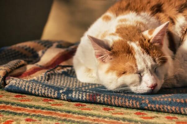 An orange and white cat sleeping on a quilt