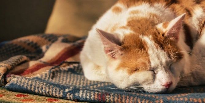 An orange and white cat sleeping on a quilt